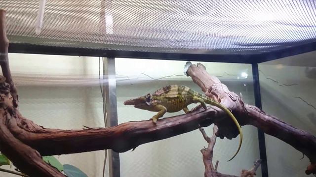 Хамелеон. Зоопарк. Санкт-Петербург. 15.05.2016 смотреть онлайн