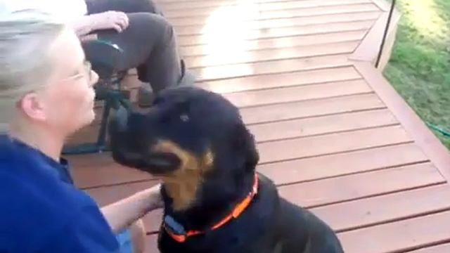 Собака мурлычет ,как кошка смотреть онлайн