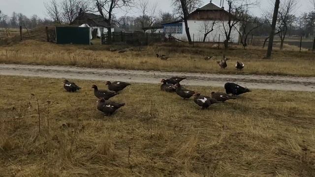 Ответы Мускусные утки тяжелой линии Куры Борковские Барвистые Англонубийские козы Сельская жизнь смотреть онлайн