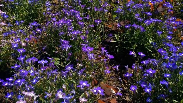 Лобелия эринус. Необыкновенно декоративное растение. смотреть онлайн