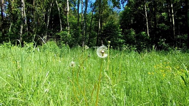 Пение сверчков в лесу. Запись с близкого расстояния. Звуки природы для сна без музыки.