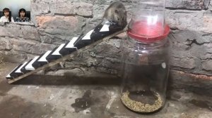 Ловушка для мышей / ловушка для мышей-бутылочек / сделай сам Сделай ловушку для мыши Самодельное ле