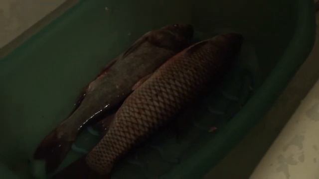 Танец рыбы смотреть онлайн