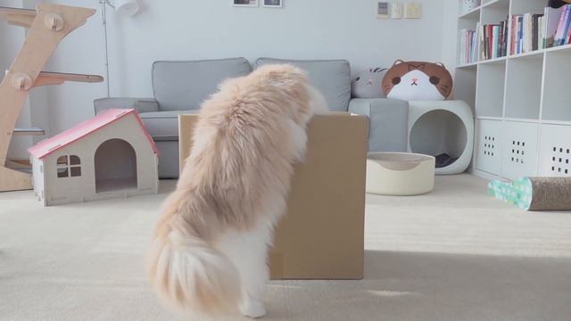 Cats vs Boxes | Kittisaurus смотреть онлайн