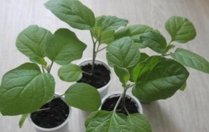 ПЕРЕВАЛКА РАССАДЫ БАКЛАЖАН В БОЛЬШИЕ ЕМКОСТИ.КАК ПРАВИЛЬНО.