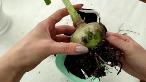 Индийский лук. Птицемлечник хвостатый. Уход в домашних условиях