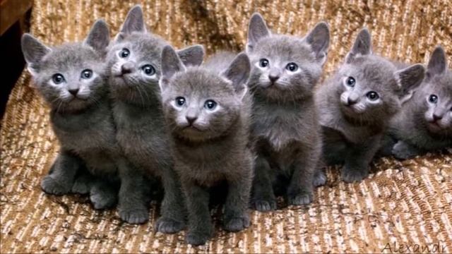 Русская голубая кошка/как ухаживать. смотреть онлайн
