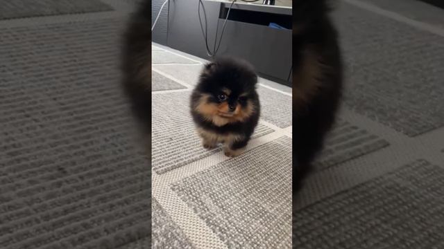 Шпиц мини продажа/Pomeranian Pomeranian mini sale смотреть онлайн