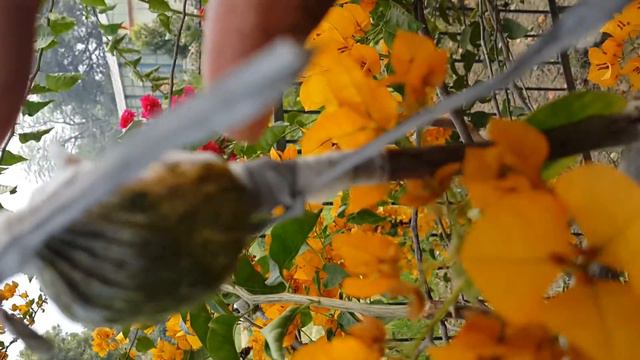 Bougainvillea Propagation смотреть онлайн
