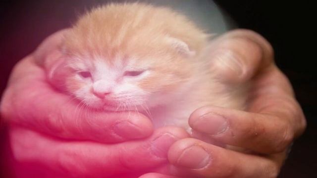 Сборник котоСТИХИя /Всё будет заМУРчательно смотреть онлайн