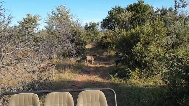 Virtual Safari - Africa 2020 смотреть онлайн