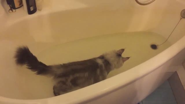 Мейн Кун Шэри плавает в ванной ))) смотреть онлайн