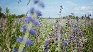 СТРЕКОТАНИЕ КУЗНЕЧИКОВ НА ЛЕТНЕМ ЛУГУ. ФОНОВЫЕ ЗВУКИ ПРИРОДЫ ДЛЯ СНА, ДЛЯ РАБОТЫ, ДЛЯ МЕДИТАЦИИ.