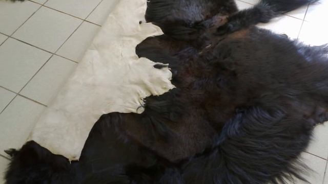 Шкура Монгольского Яка артикул fv-7 смотреть онлайн