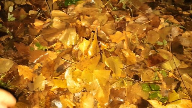 ЦЕНА ЗА ЗОЛОТО ДОБЫЧА В ЛЕСУ смотреть онлайн