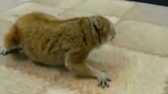 Лемур Lemur смотреть онлайн