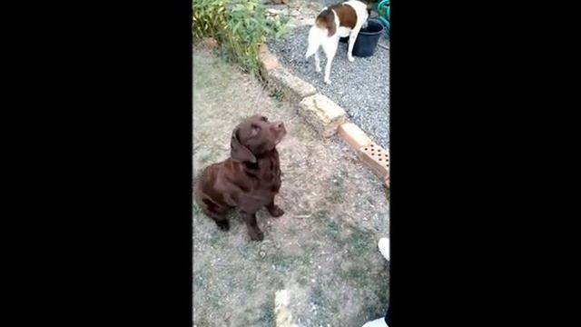 Проверка лабрадора на реакцию и выполнение команд/Checking The Labrador For Reaction And Command