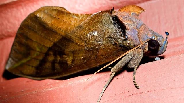 Бабочки. Совки. смотреть онлайн