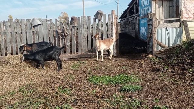 После долгого молчания, мы снова в эфире😁 смотреть онлайн