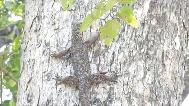 Bengal Monitor Monitor Lizard Amazing animal varanus bengalensis Asian water monitor អន្សង ត្រកួត смотреть онлайн