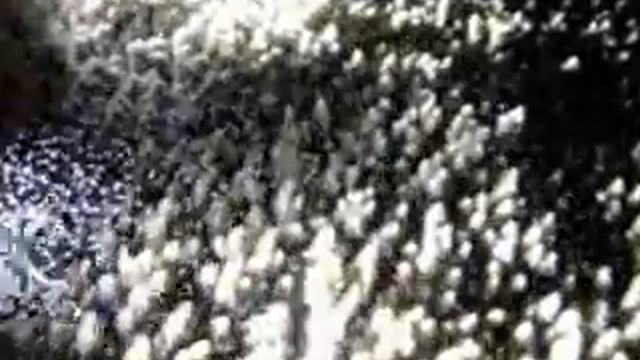 Coral spawning смотреть онлайн
