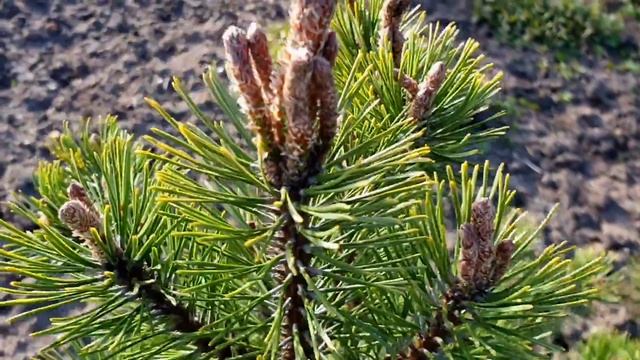 Обрезка Горной сосны. Делаем Правильно!