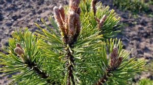 Обрезка Горной сосны. Делаем Правильно!