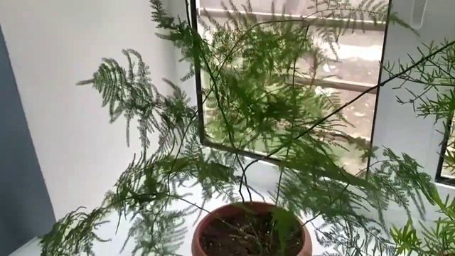 АСПАРАГУС прадаются 800сом Джалал абад Ноокенский район 0708330697 смотреть онлайн