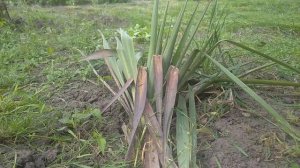 обрезка Юкки весной