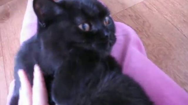 Британский черный котенок кот в питомнике British House смотреть онлайн