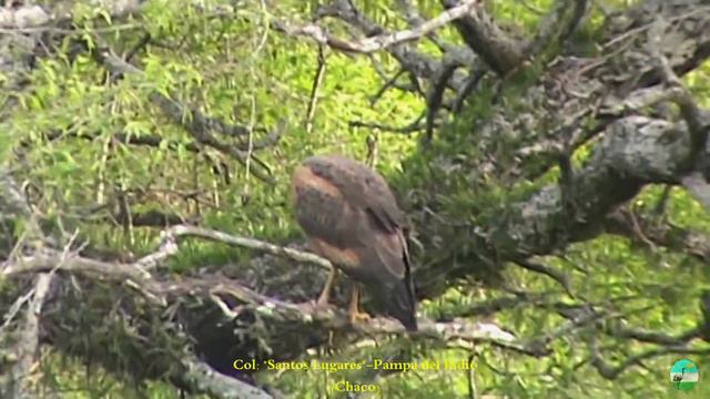 Aves de Pampa del Indio-Aguilucho Colorado (Heterospizias meridionalis) смотреть онлайн