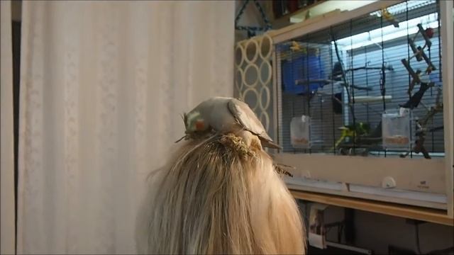 Кореллы. Птенцы 2014. Мы выросли! смотреть онлайн