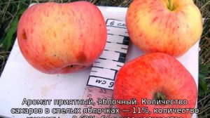 Яблоня Бессемянка Мичуринская