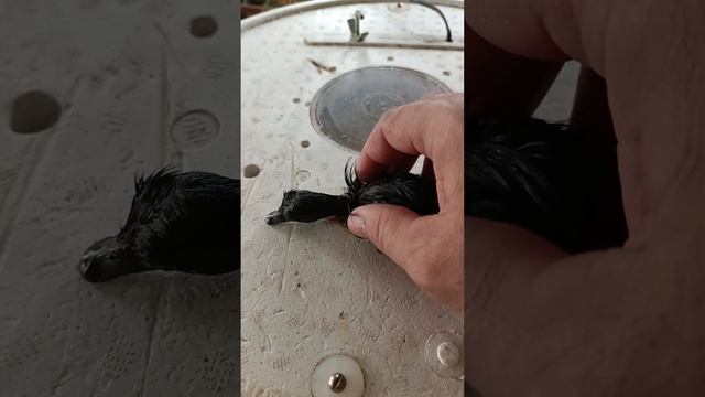 Канадская утенок Каюга, ковагал Каюга смотреть онлайн