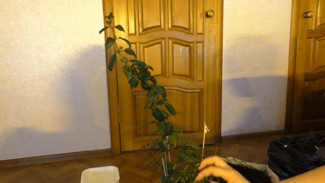 Достаем фуксии из зимнего хранилища, Что с ними делать смотреть онлайн
