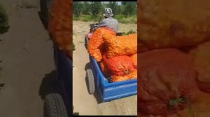 Мотоблок с тележкой (зубр МТШ-700)отзыв клиента