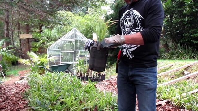 How to Re-pot Trachycarpus fortunei palms смотреть онлайн