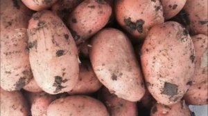 Картофель Беллароза: сверхранний сорт немецкой селекции. Практически лишен недостатков!