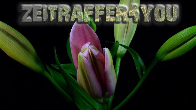 Lilien Lilium Blooming Timelapse Zeitraffer смотреть онлайн