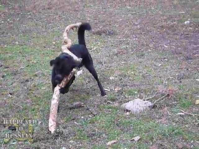 The dog and "small" stick (Собака и коромысло) смотреть онлайн