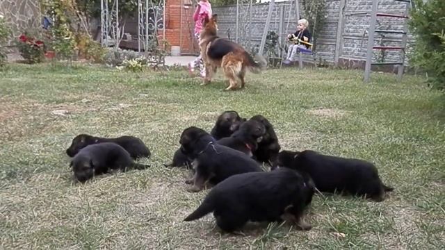 Милашки!Щенки немецкой овчарки от Коры и Ципро, 3 недели.Одесса. смотреть онлайн