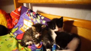 КОШКА И КОТЯТА Видео Для Детей КОШКИ И КОТЫ Funny Cats and Kittens