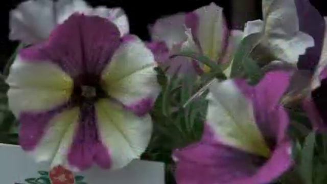 Joe's Picks - Blue A Fuse Petunia смотреть онлайн