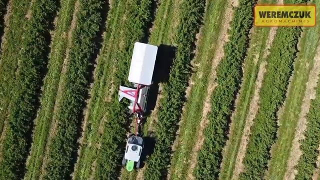 Сбор урожая крыжовника 2022 ягодным комбайном JOANNA 5 PREMIUM компании WEREMCZUK смотреть онлайн