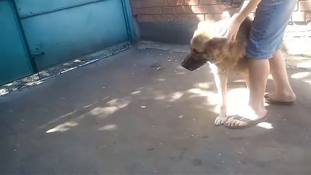 Как Артем пытался одеть намордник на собаку смотреть онлайн