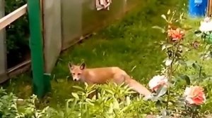 Бешеная лиса.Beshennaja fox