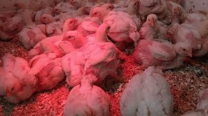 Бройлер чихает. Чем лечу птицу. Как перевести птицу с одного корма на другой.Комбикорм для бройлера.