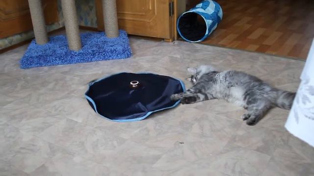 Котенок мейн кун Montaro Casper, 5 мес и 10 дн смотреть онлайн