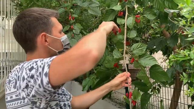 Шелковица (тутовник) в Турции спеет весной. Собираем урожай сорта "Черный принц"! (mulberry) 2021г смотреть онлайн