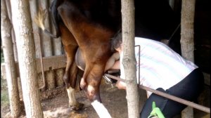 как приучить корову к аппарату, фиксация буйной коровы